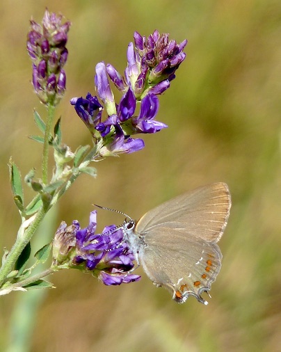 false ilex hairstreak